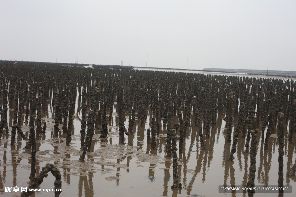 海边林立的红树林桩