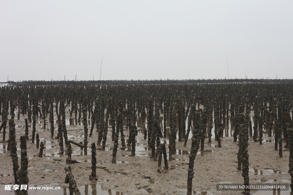 滩涂中的枯木桩景观