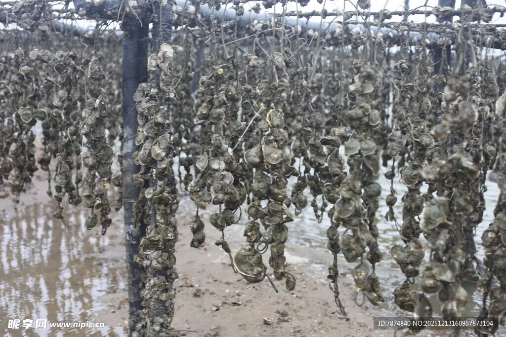 海上牡蛎养殖场景