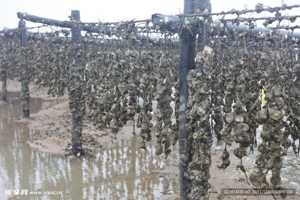 水产养殖场景中的牡蛎架