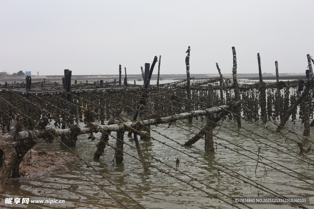 海边木桩立于滩涂之上