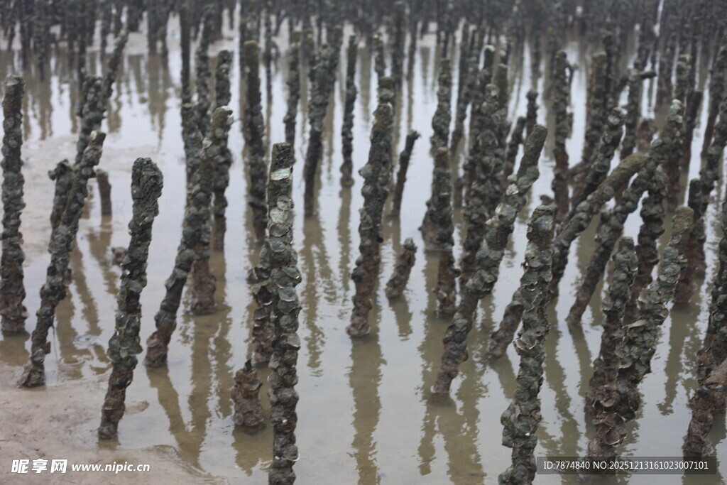红树林湿地景观