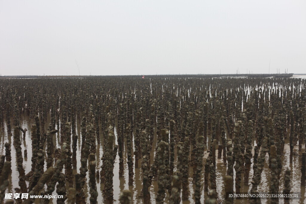 海边林立的牡蛎养殖桩
