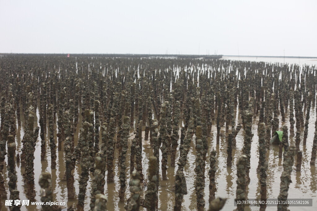 海上林立的木桩景观