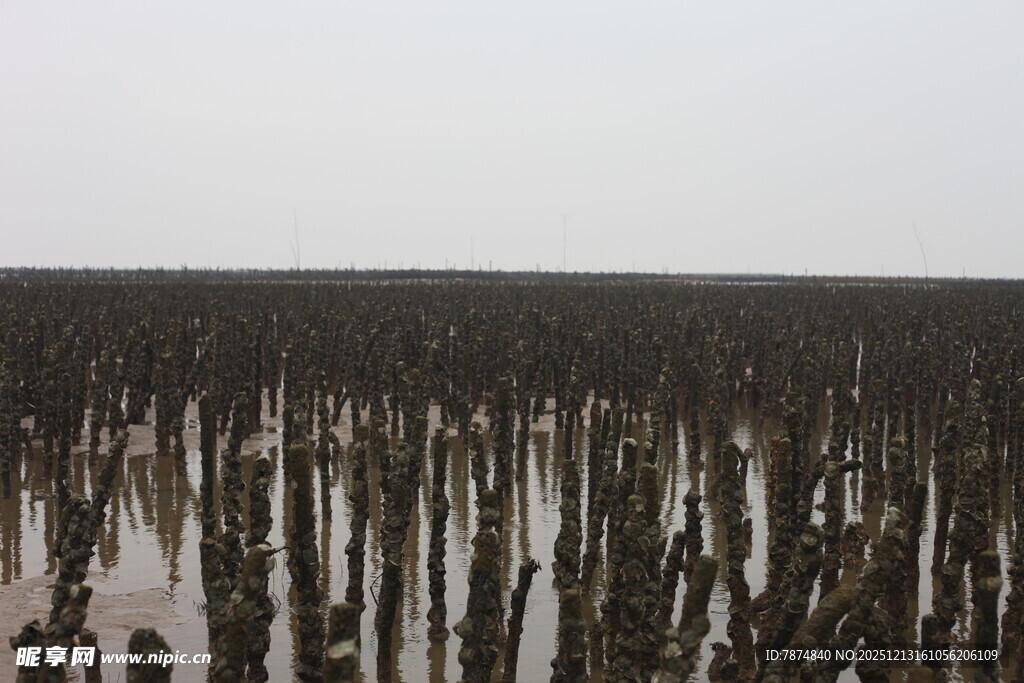 湿地中的林立枯木景象