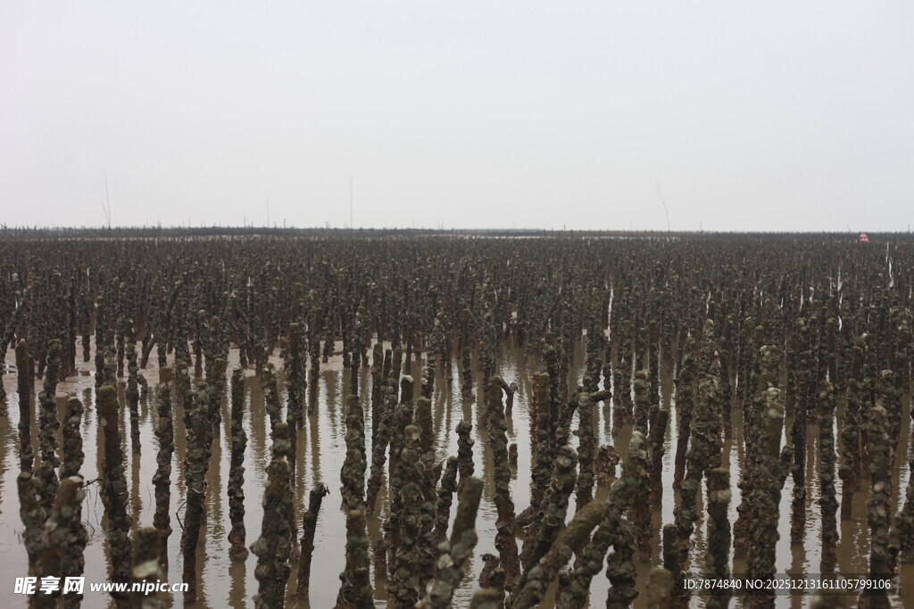 蚝场 蚝排 海边滩涂 湛江生蚝