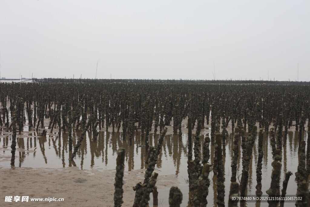 海边林立的黑色木桩景观
