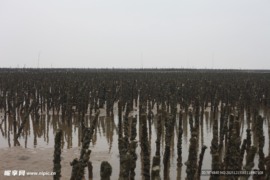 海边林立的木桩景观