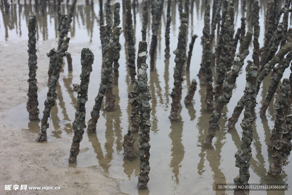 海滩上的密集木桩景观