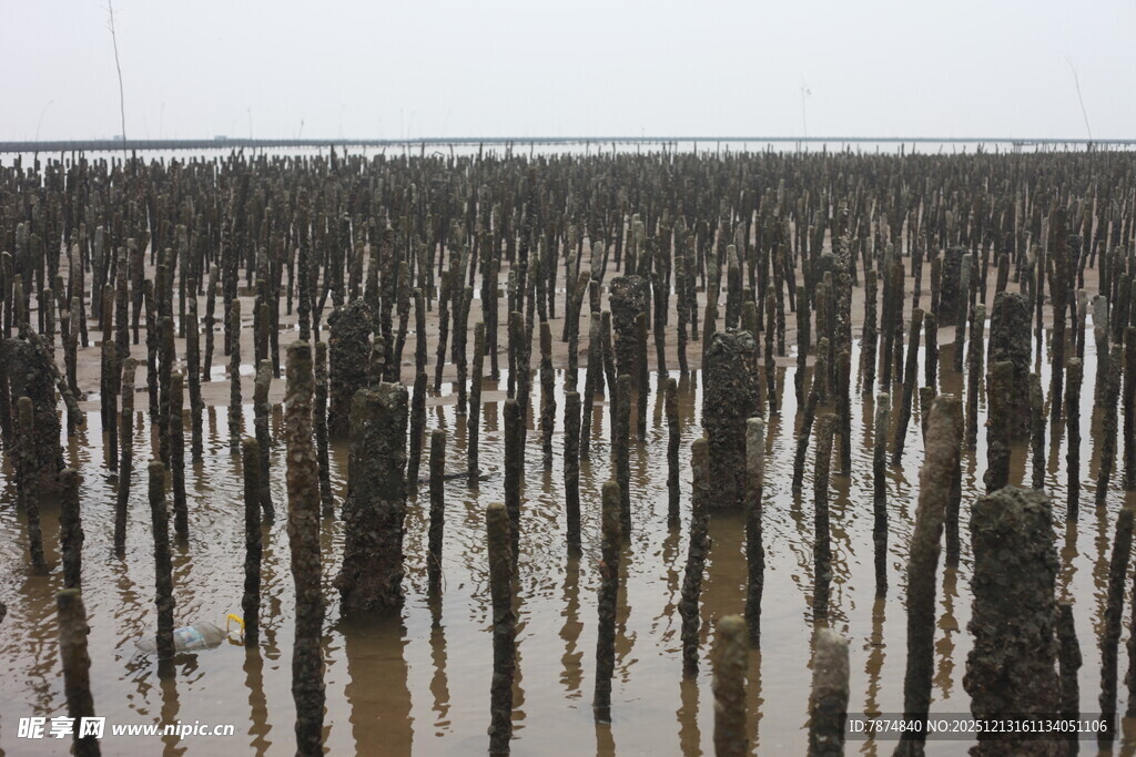 海上林立的木桩景观