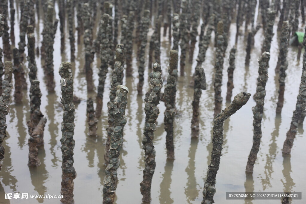 红树林湿地景象