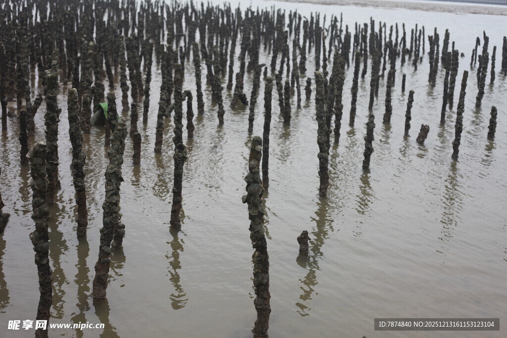 水中林立的木桩景观