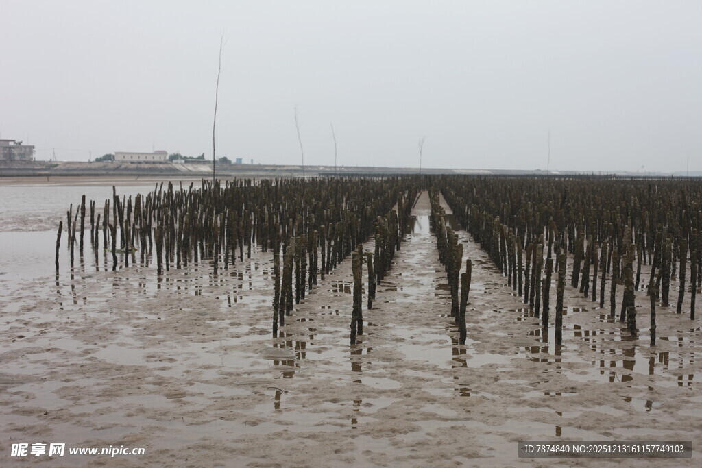 海边红树林景观