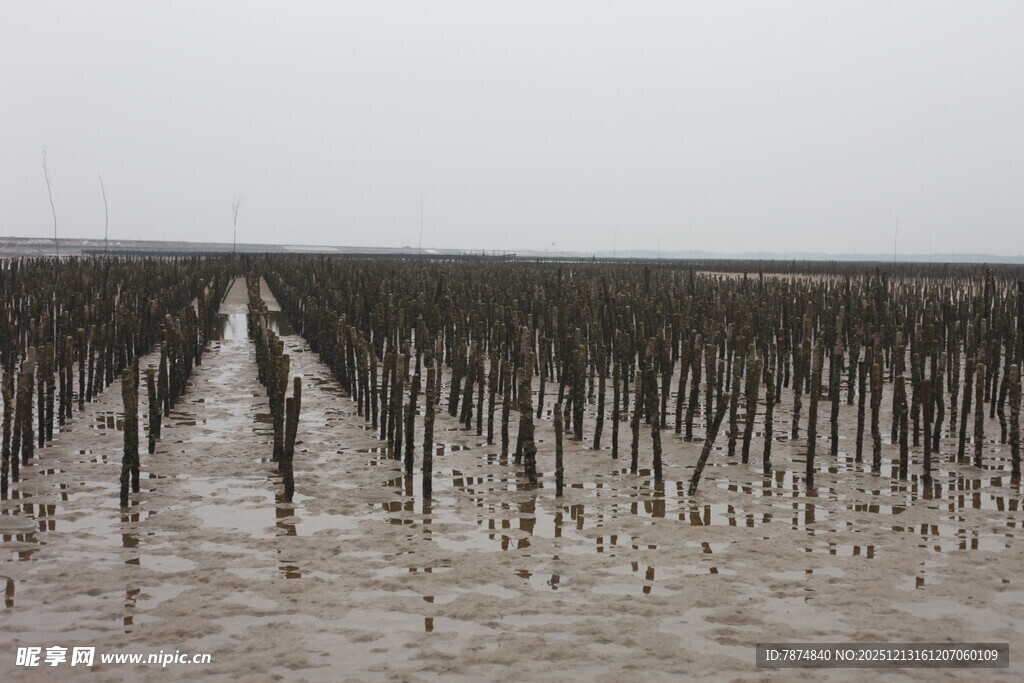 海上林立的养殖桩架