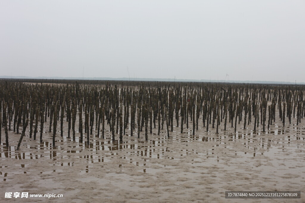海边滩涂的林立木桩