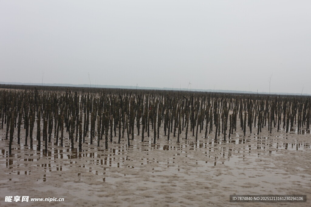 滩涂木桩景观