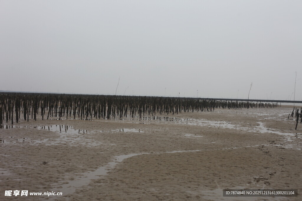海边滩涂的木桩景观