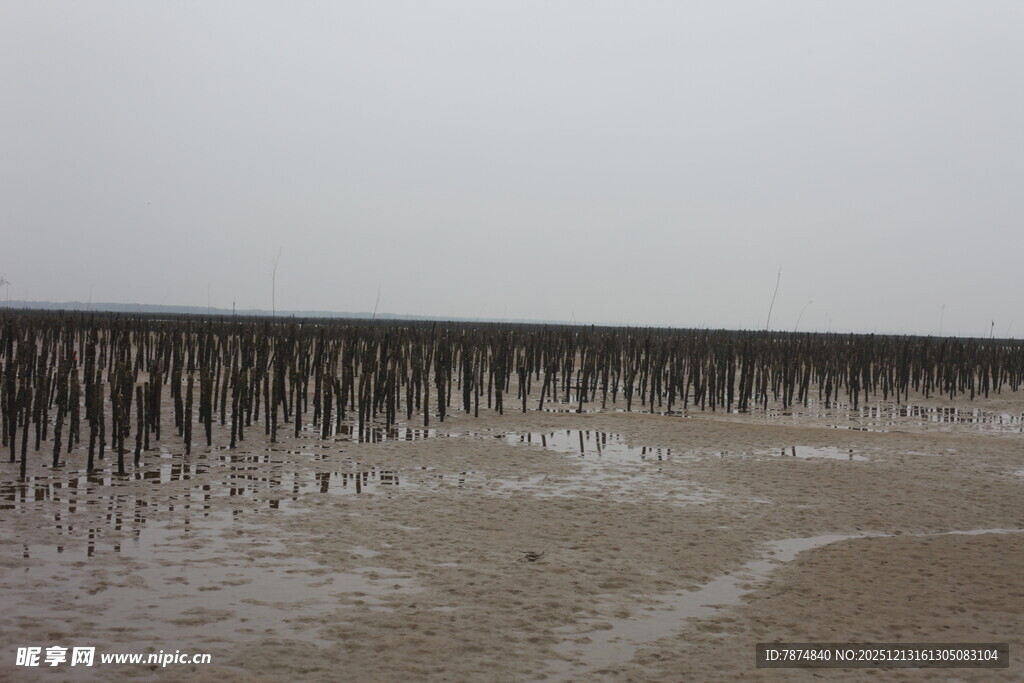 海边林立的木桩景观