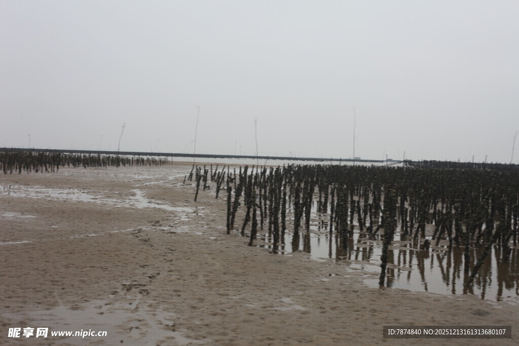 海边滩涂的木桩景观
