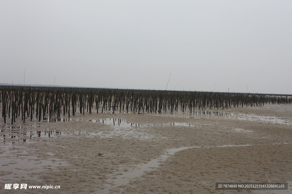 海边滩涂的木桩景观