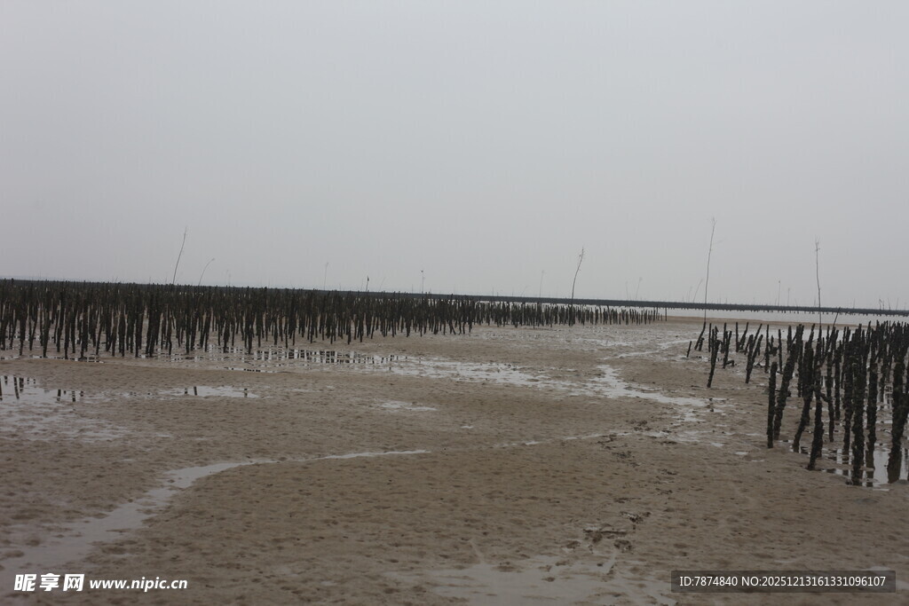 海边滩涂木桩景观
