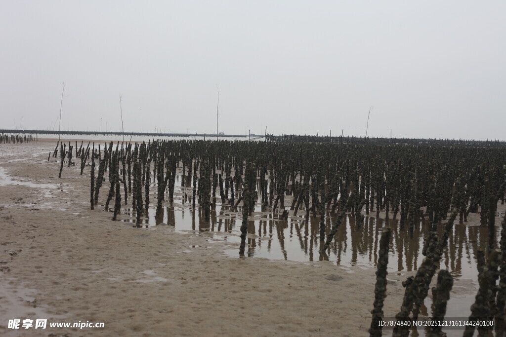 海边林立的黑色木桩景观