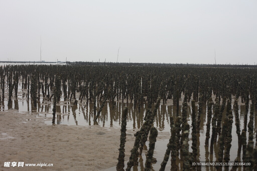 海边红树林景观