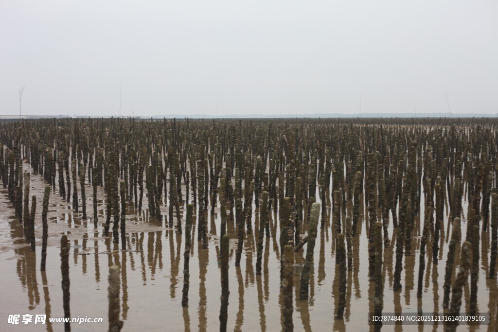 水中林立的植物根茎景观