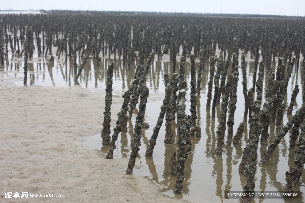 海滩上林立的黑色木桩