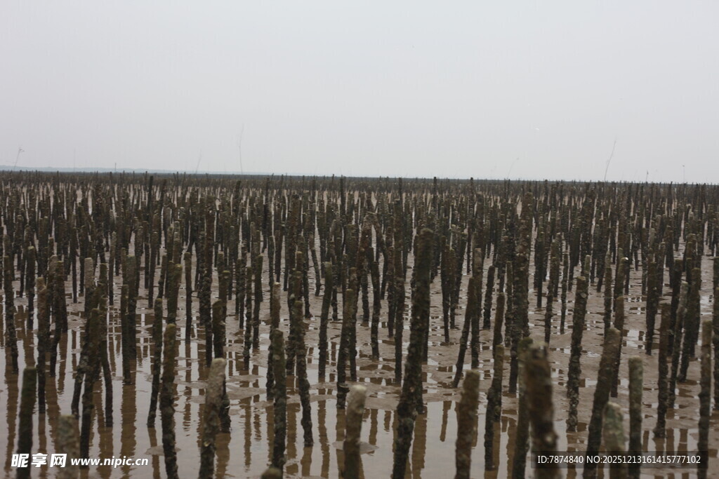 海上林立的养殖木桩
