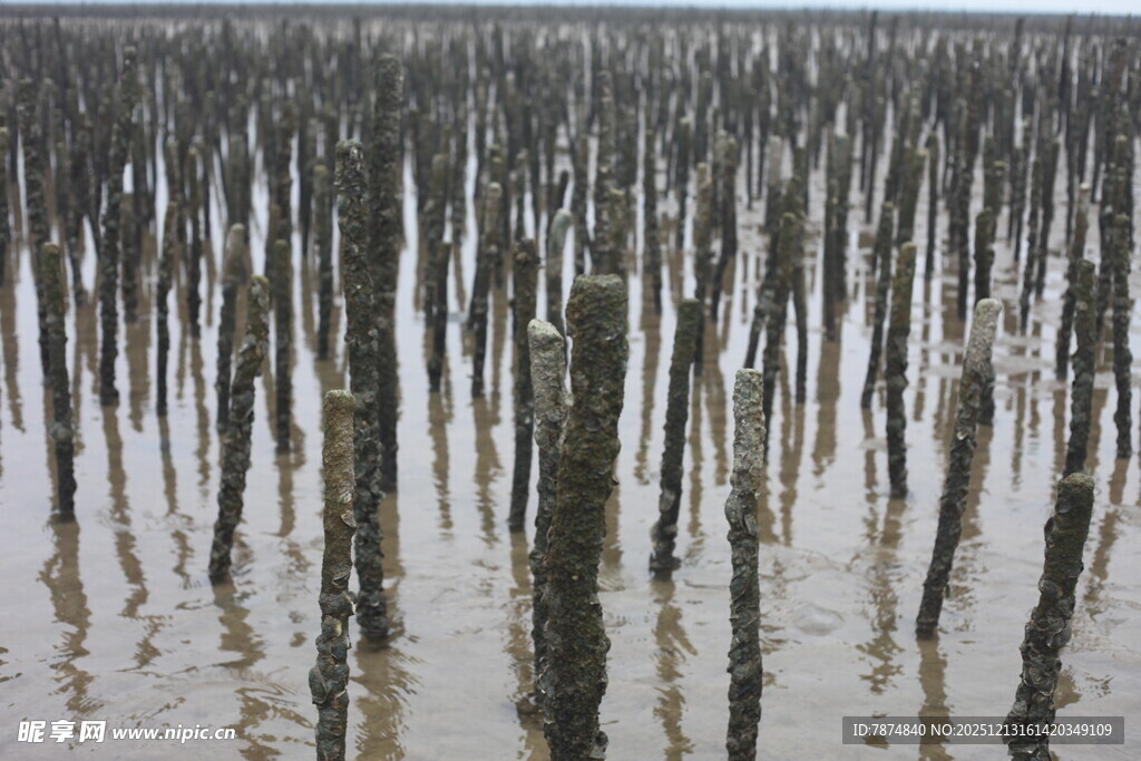 水上林立的木桩景观