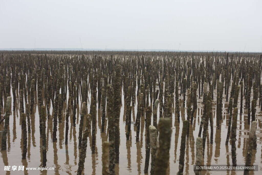 海上林立的木桩景观