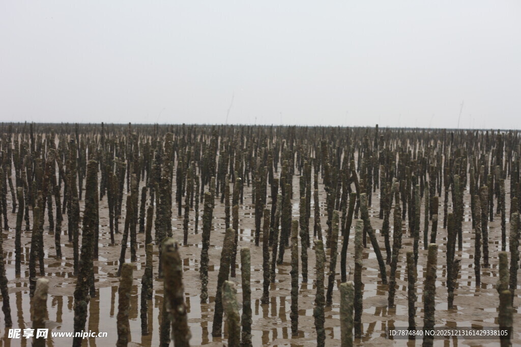 枯木林立的荒凉湿地景观