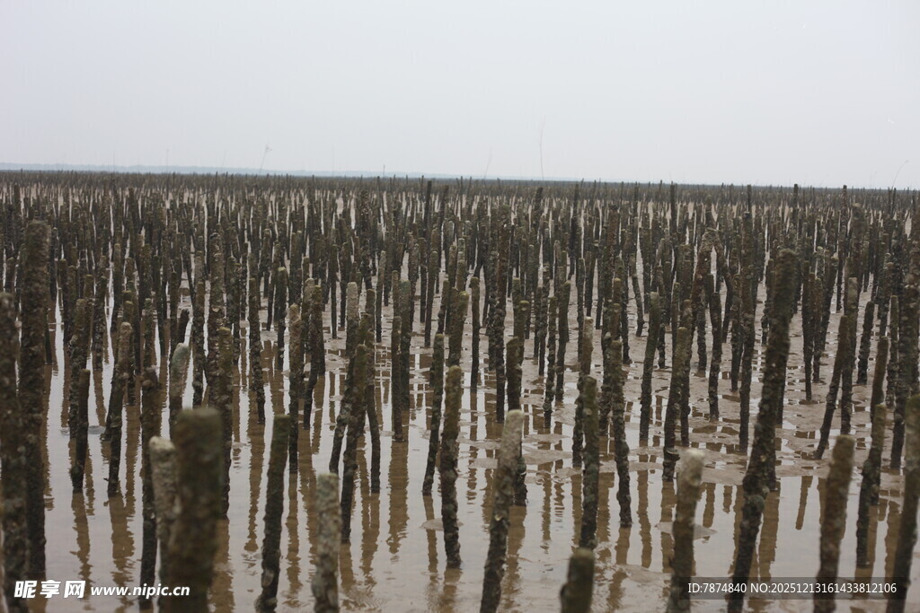 海边林立的木桩景观