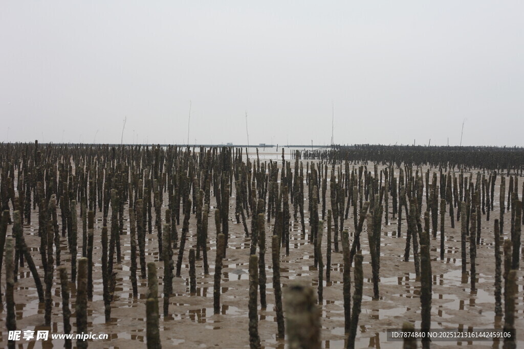 海边林立的木桩景观