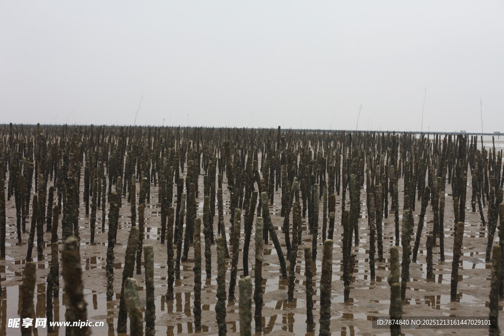 海边林立的黑色木桩景观