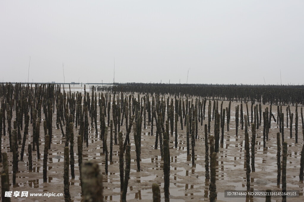 海边林立的木桩景观