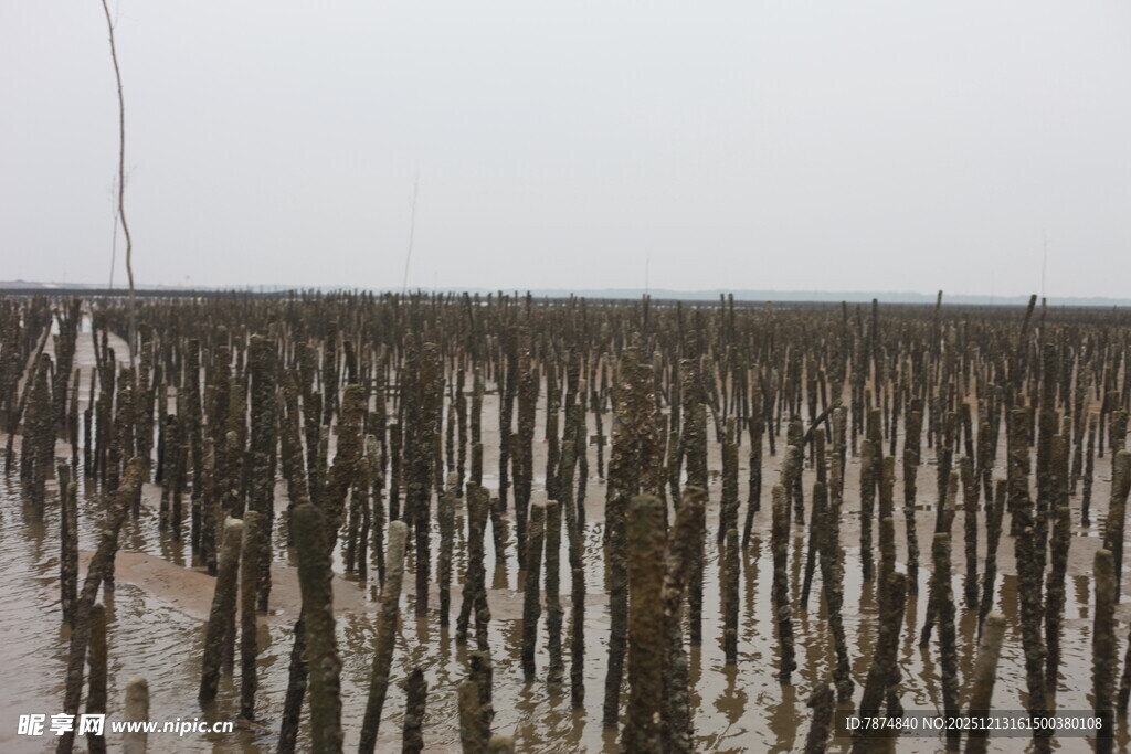 海上林立的木桩景观