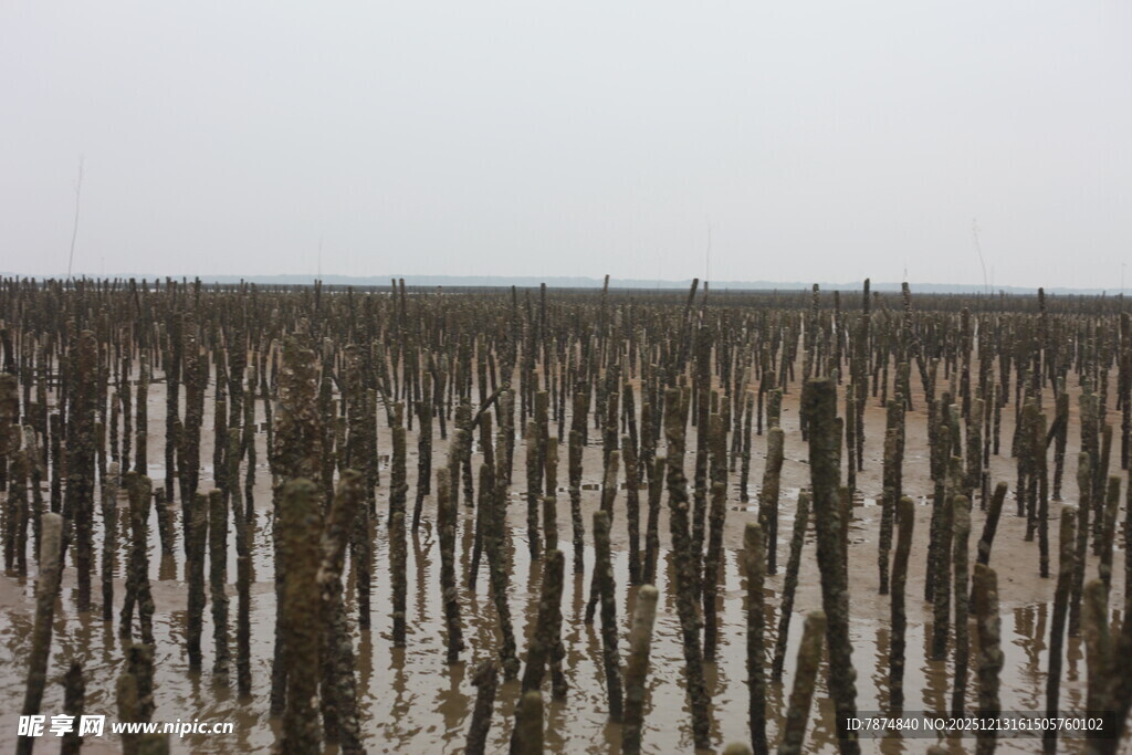 海边林立的红树林景观