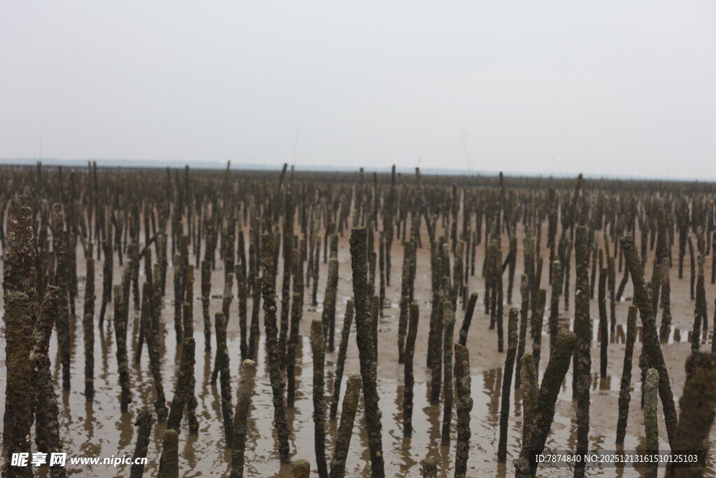 水上林立的细长木桩景观