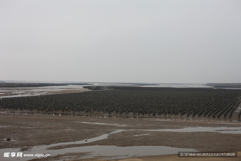 海边滩涂景象