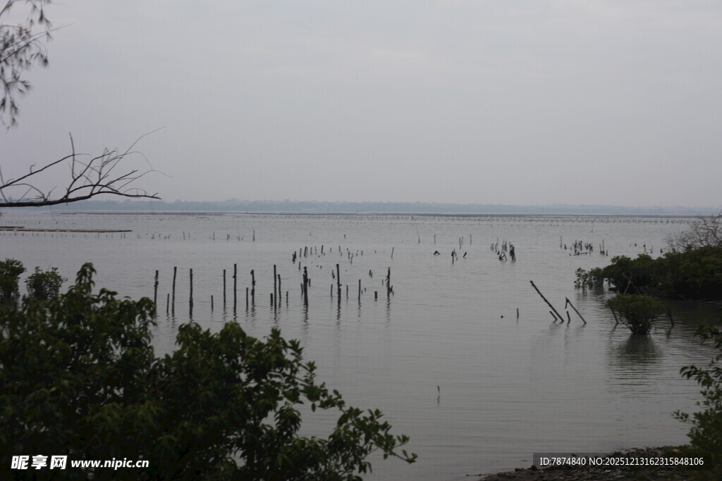 湖畔枯木与绿植景观