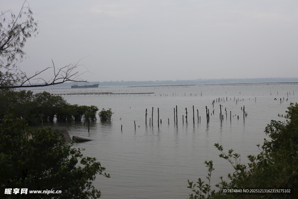 湖畔树木与水中桩景