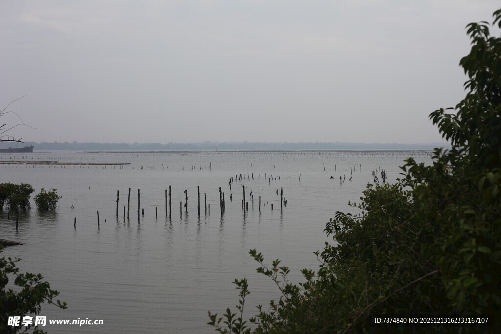 湖畔木桩与葱郁植被景观