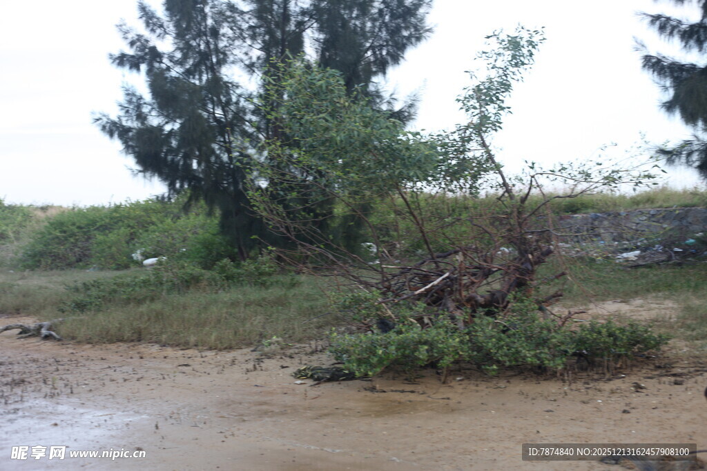 河边倒伏树木与绿植景观