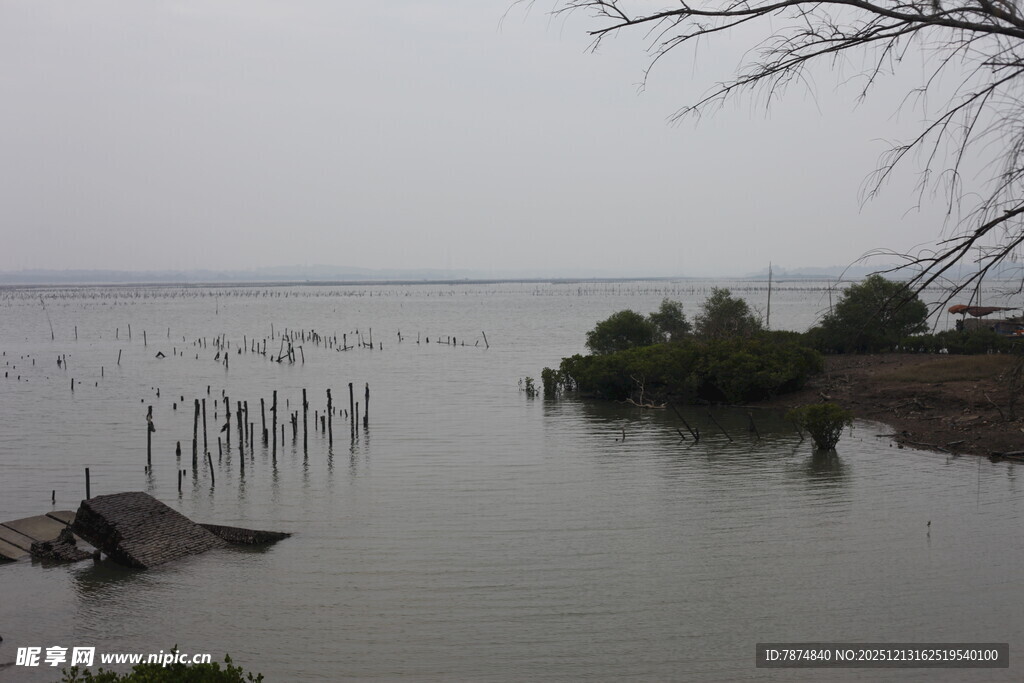 雾霭中的水域与水中木桩