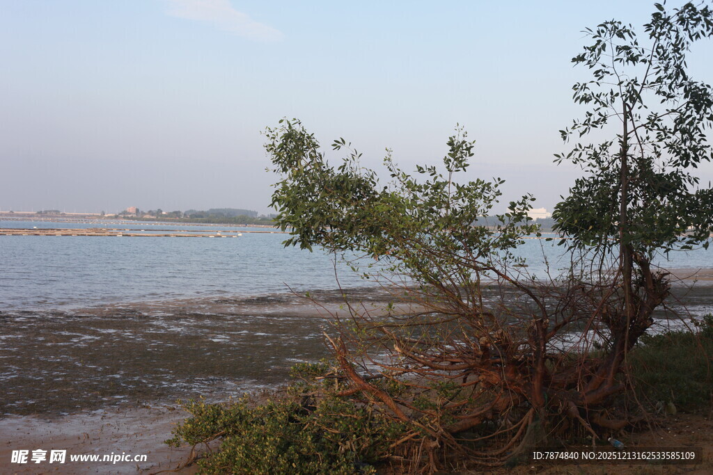 岸边孤树与宁静水域