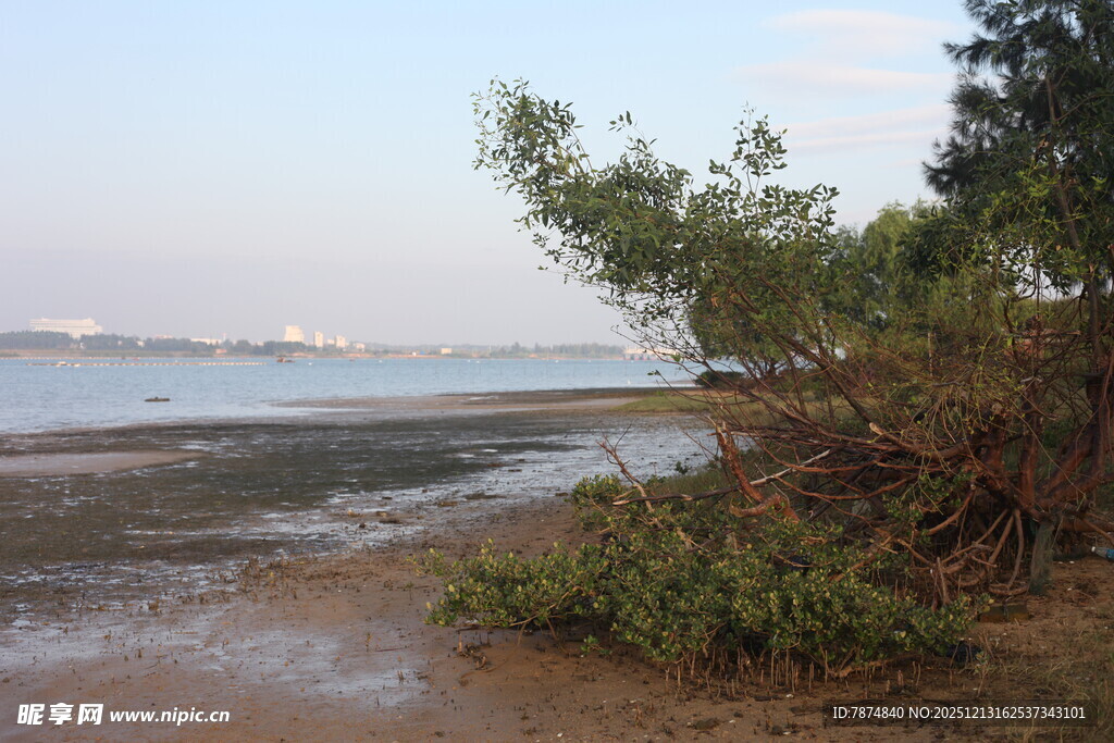海岸边的植被与浅滩景色