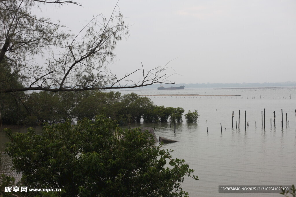 湖畔树木与水中木桩景观