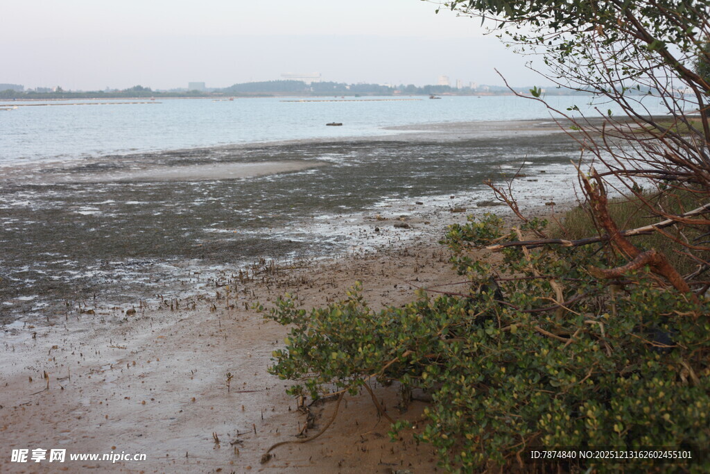 海边滩涂与岸边绿植景观